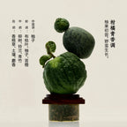 DOCUMENTS | Pomelo One Extrait De Parfum